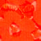 Tango Orange